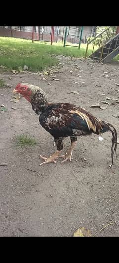 Aseel Mianwali male hen sale in Lahore