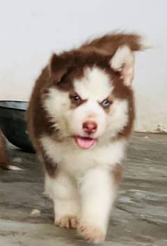 husky pups