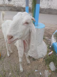 Bakri For Sale