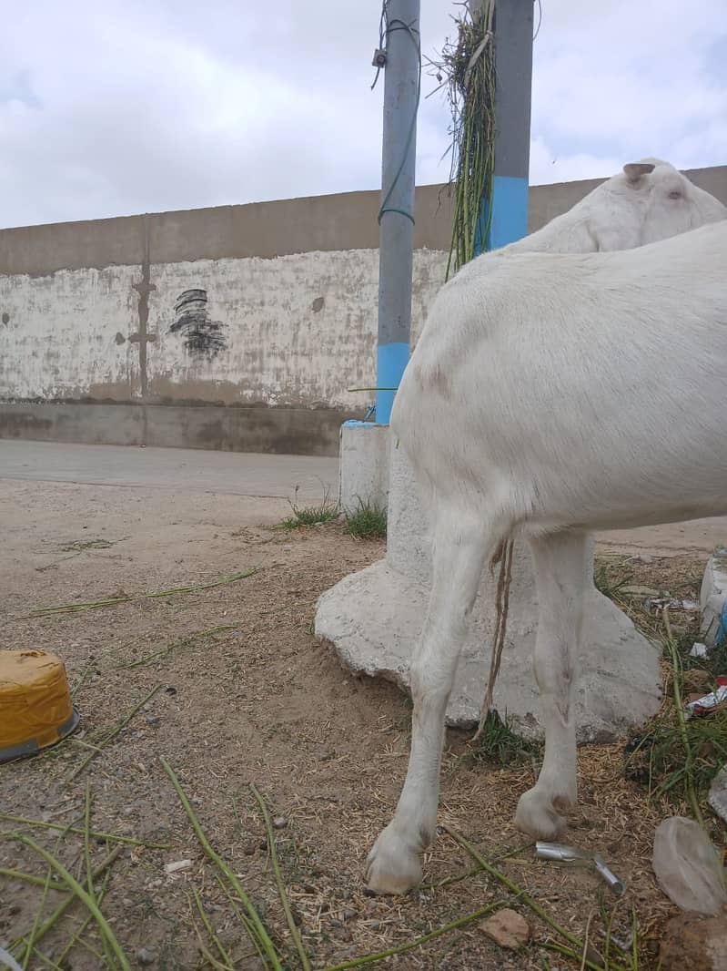 Bakri For Sale 1