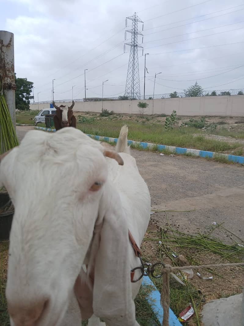 Bakri For Sale 5