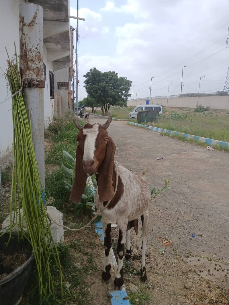 Bakri For Sale 6