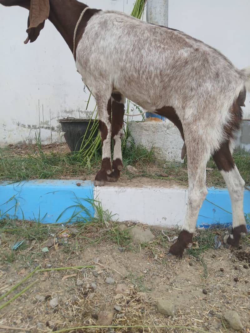 Bakri For Sale 7