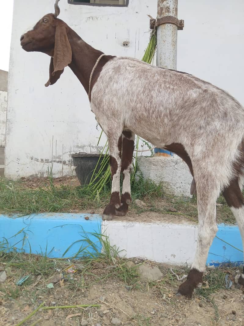 Bakri For Sale 9