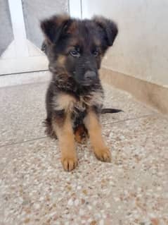 German shepherd