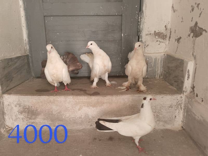 lovebird pair for sale price in 4000 2