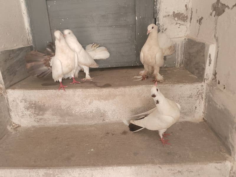 lovebird pair for sale price in 4000 3