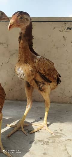 Japanese Shamo / Aseel Shamo Females for sale