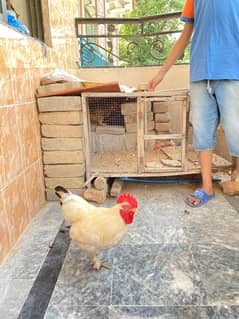 BANTAM FOR SALE