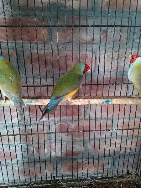 goldeon Finches 1