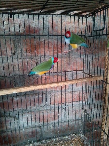 goldeon Finches 2