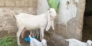 Gulabi Bakri Our 3 Bacchon Ka Sath Urgent For Sale (03226643435)