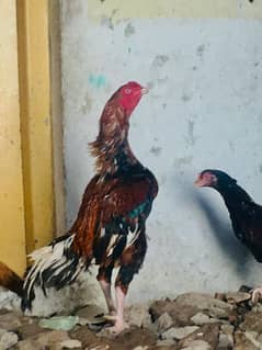 Breeder Lakha Aseel for sale age 3 years