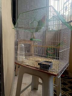 Lovely Love Birds + Cage for Sale