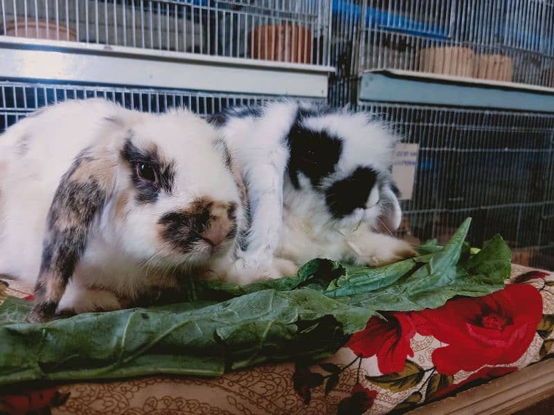 Holland lop rabbit so beautiful healthy active cute and friendly pair 3