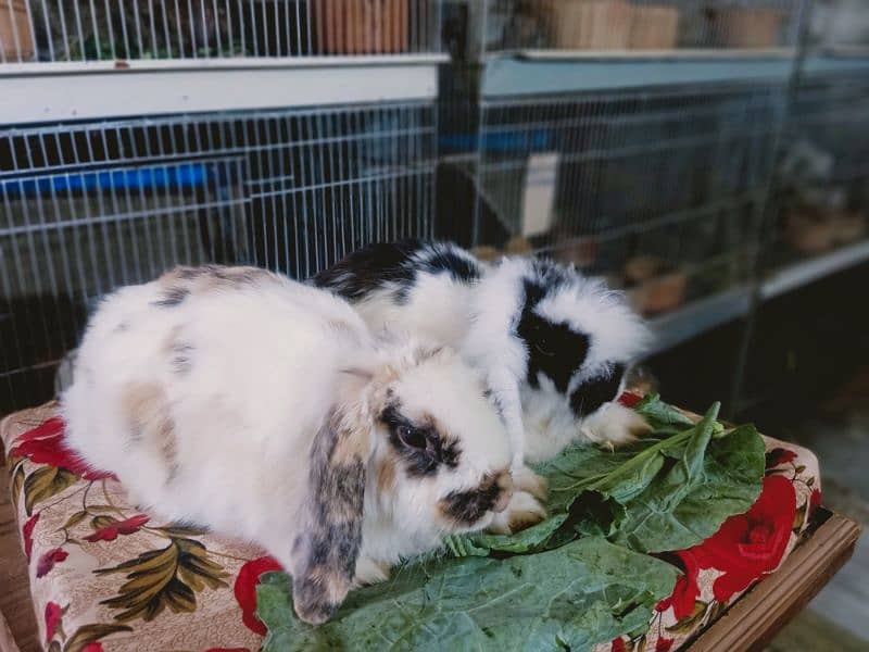 Holland lop rabbit so beautiful healthy active cute and friendly pair 5