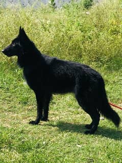 black german shepherd female 0