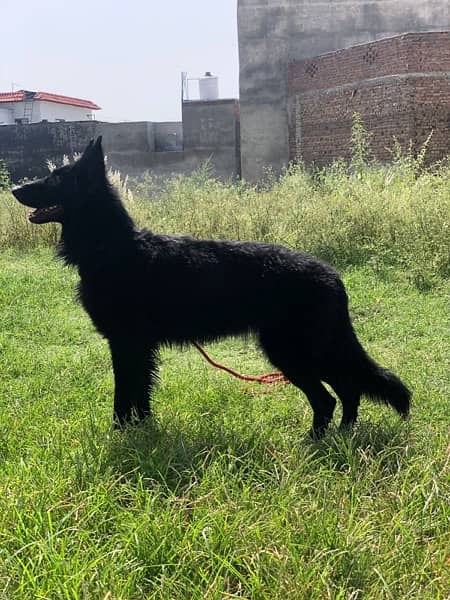 black german shepherd female 3