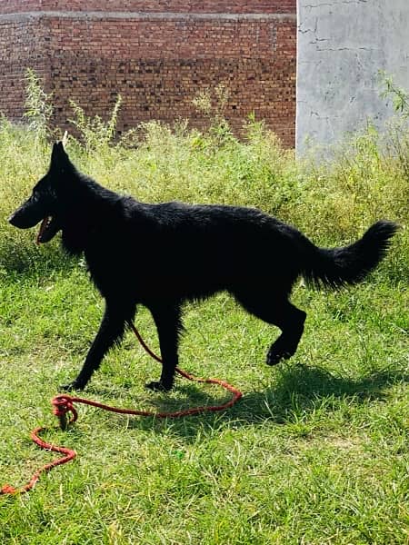 black german shepherd female 4