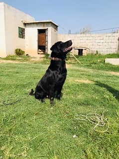 LABRADOR MALE & FEMALE BLACK