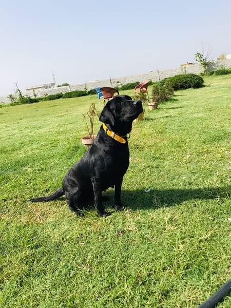 LABRADOR MALE & FEMALE BLACK 1