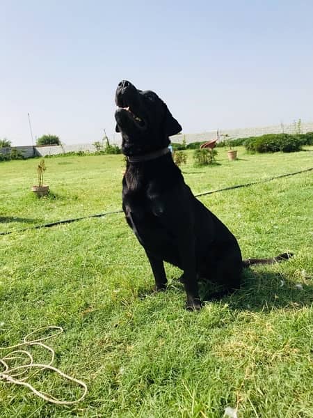 LABRADOR MALE & FEMALE BLACK 2