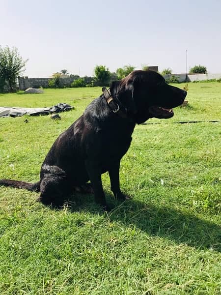 LABRADOR MALE & FEMALE BLACK 4