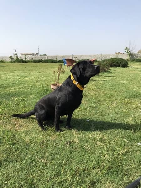 LABRADOR MALE & FEMALE BLACK 6