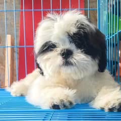 Shihtzu toy breed teacup Tzu