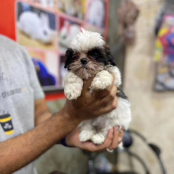 Shihtzu toy breed teacup Tzu 1