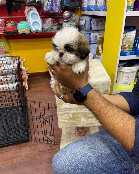 Shihtzu toy breed teacup Tzu 2