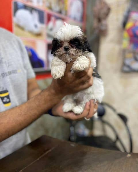 Shihtzu toy breed teacup Tzu 3