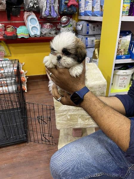 Shihtzu toy breed teacup Tzu 6