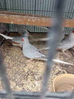 Red & Diamond Dove For Sale