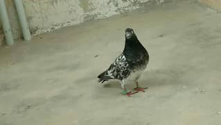 Qablii pigeon