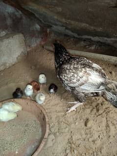 aseel shajra hen and chicks