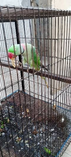 parrot for sale