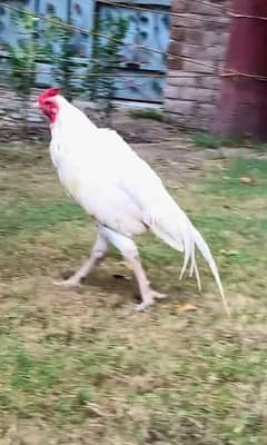 Home Breed white Heera Aseel for sale