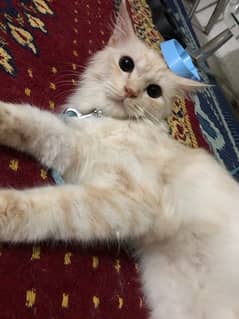 persian male cat for sale