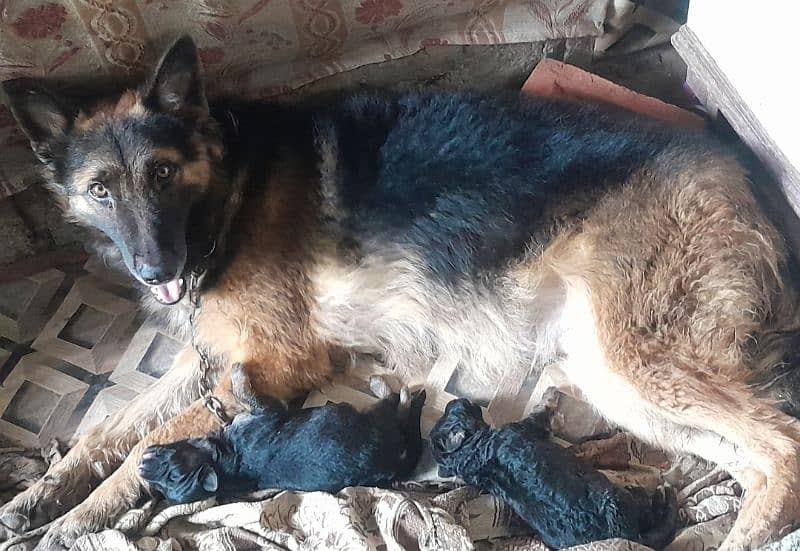 German Shepherd Breeder female for sale 1