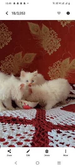 white persian kittens blue eyes