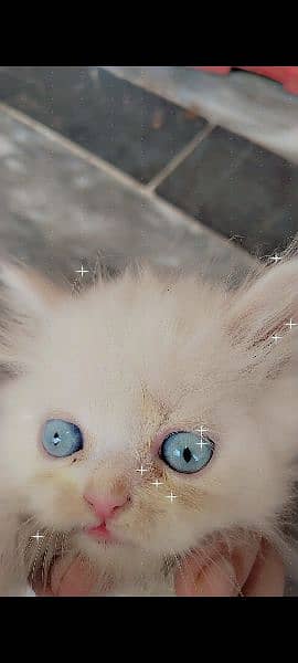 white persian kittens blue eyes 1