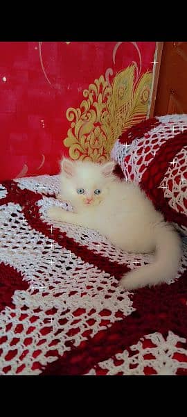 white persian kittens blue eyes 3