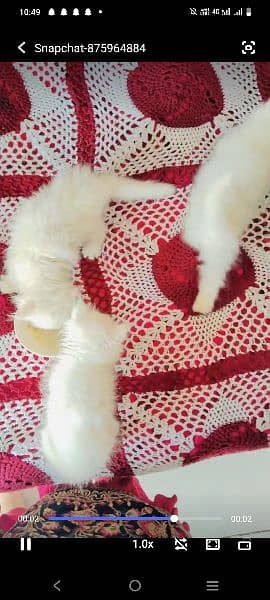 white persian kittens blue eyes 4