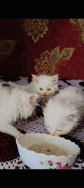 white persian kittens blue eyes 5