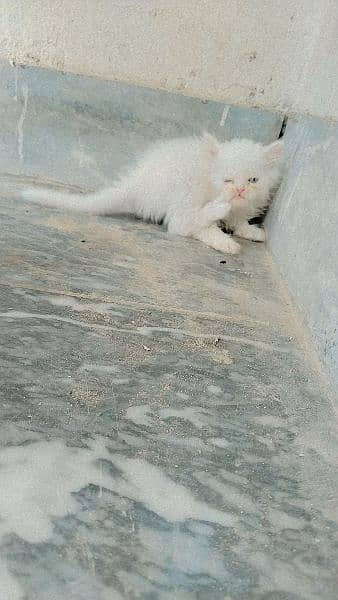 white persian kittens blue eyes 6