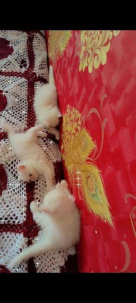 white persian kittens blue eyes 7