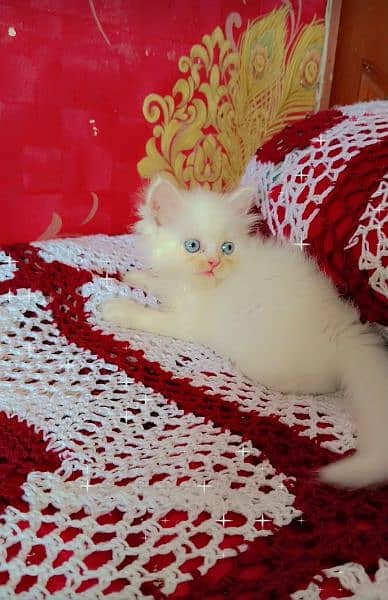 white persian kittens blue eyes 8