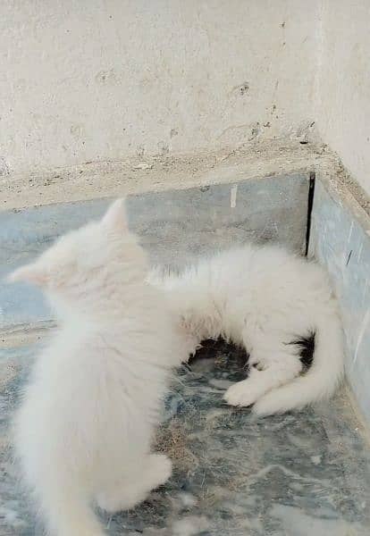 white persian kittens blue eyes 9