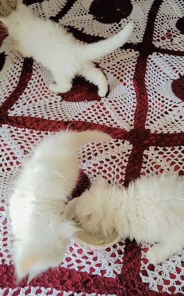 white persian kittens blue eyes 11